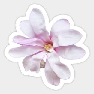 Pale Pink Magnolia Sticker